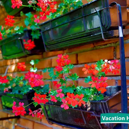 Vacation Alan 2 Nyaraló *