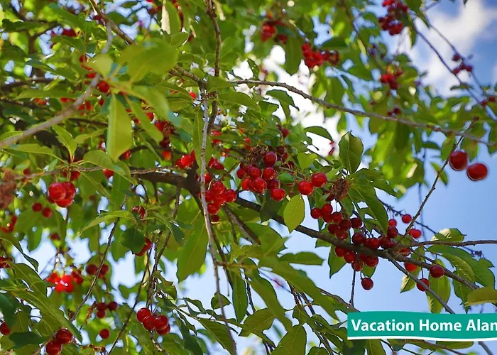 Vacation Alan 2 库伦瓦库夫